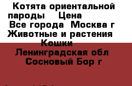 Котята ориентальной пароды  › Цена ­ 12 000 - Все города, Москва г. Животные и растения » Кошки   . Ленинградская обл.,Сосновый Бор г.